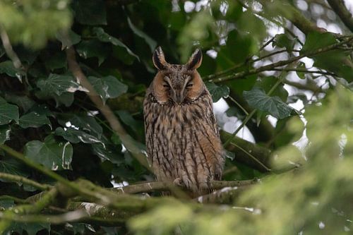 Long-eared owl