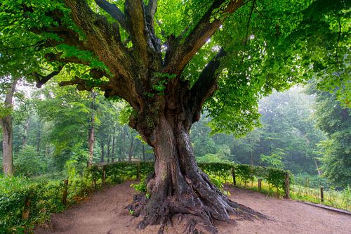 Oude eik in Noord-Holland