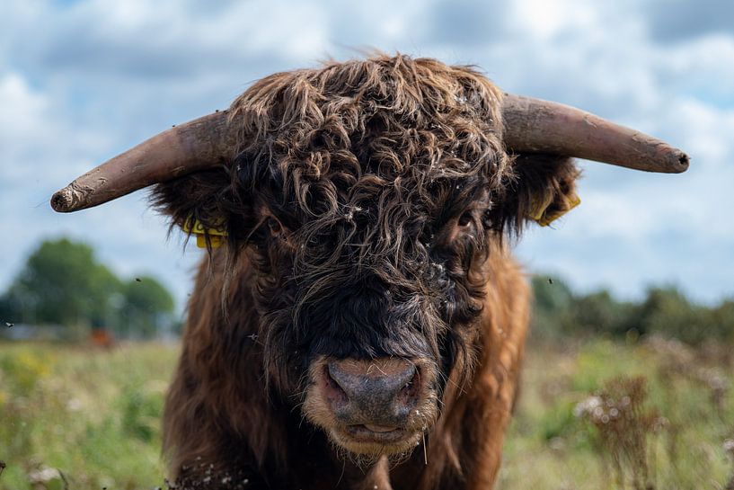 Scottish Highlander 1 by Robbie Severien