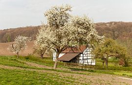 Vakwerkhuisje tussen de bloesem by John Kreukniet