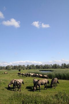 Wilde paarden in natuurgebied de Oostvaardersplassen van Sjoerd van der Wal