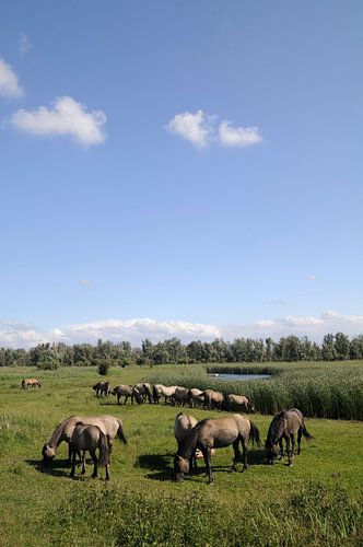 Wilde paarden in natuurgebied de Oostvaardersplassen