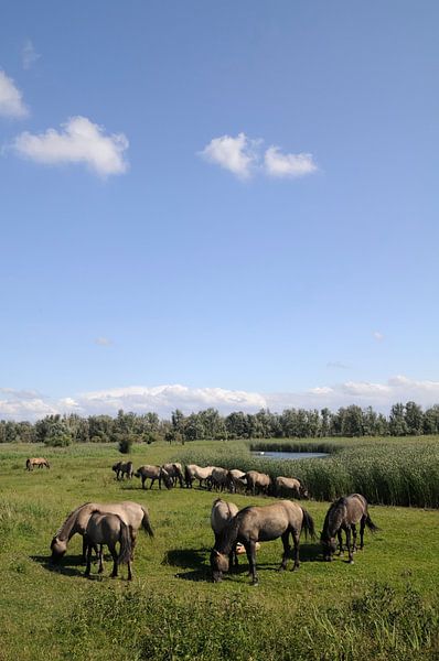 Wilde paarden in natuurgebied de Oostvaardersplassen van Sjoerd van der Wal Fotografie