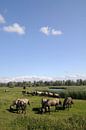 Wilde paarden in natuurgebied de Oostvaardersplassen van Sjoerd van der Wal Fotografie thumbnail