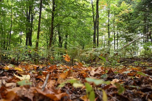 Een loofbos in de vroege herfst