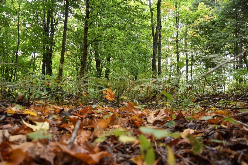 Un forêt de feuillus en début d'automne par Claude Laprise