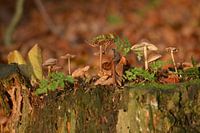 Typisch herfst op een stronk