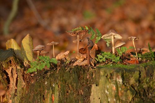 Typisch herfst op een stronk