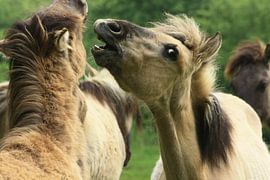 Konikspaarden von Martien Wassink