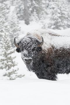 American Bison ( Bison bison ) in winter, old bull by wunderbare Erde