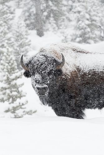 Amerikanischer Bison * Bison bison *  im dichten Schneetreiben