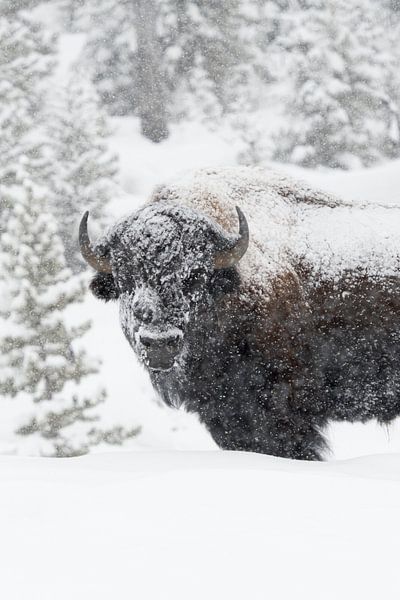 Amerikanischer Bison * Bison bison *  im dichten Schneetreiben van wunderbare Erde