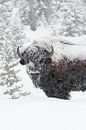 Amerikanischer Bison * Bison bison *  im dichten Schneetreiben van wunderbare Erde thumbnail