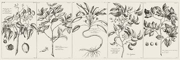 Botanical Wall Art,Botanische illustratie Zwart-wit