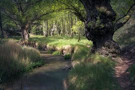 Le sentier panoramique le long de la rivière Aliaga à Teruel, en Espagne, au cœur d'une végétation luxuriante sur PhotoCluster