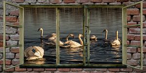 Fensterblick - Schwäne