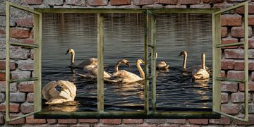 Fensterblick - Schwäne von Christine Nöhmeier