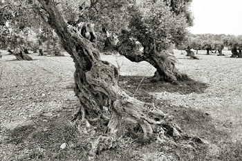 Verwitterter Olivenbaum in Schwarzweiß