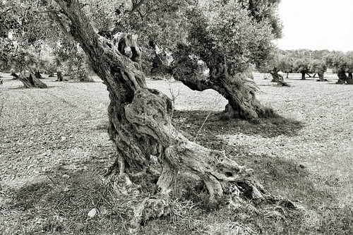 A weathered olive tree in black and white