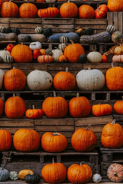 La saison des citrouilles par Jietske Donders