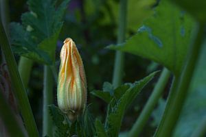 Courgette of courgette bloem op de plant in een groentetuin, achtergrond van donkergroene bladeren, 