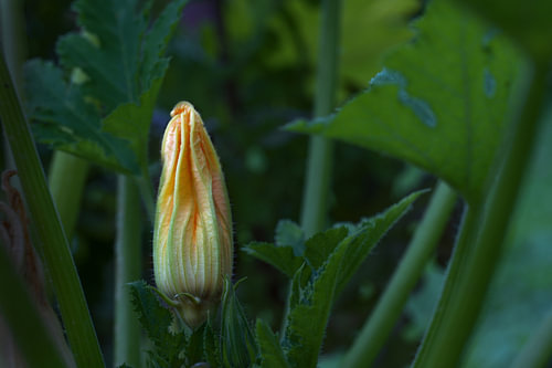 Zucchini- oder Zucchiniblüte an der Pflanze in einem Gemüsebeet, Hintergrund aus dunkelgrünen Blätte