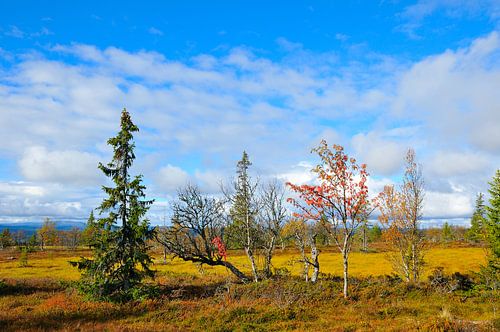 Parc national de Sonfjället