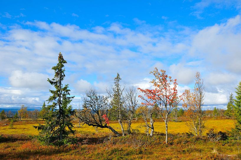 Sonfjället National Park by Karin Jähne