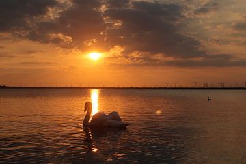 Zwaan zwemt in de oranje gloed van de zonsondergang van Jacqueline Smink