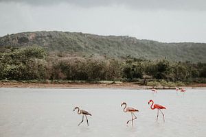 Drie wilde flamingo's in de natuur | Curaçao, Antillen van Trix Leeflang