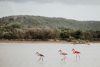 Drei wilde Flamingos in der Natur | Curaçao, Antillen