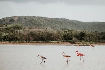 Drei wilde Flamingos in der Natur | Curaçao, Antillen von Trix Leeflang