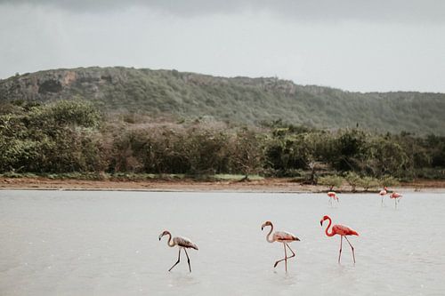 Drie wilde flamingo's in de natuur | Curaçao, Antillen