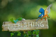 IJsvogel - No fishing! van IJsvogels.nl - Corné van Oosterhout thumbnail