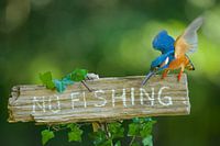 No fishing!