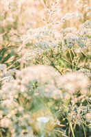 Fleurs sauvages vertes et blanches au coucher du soleil