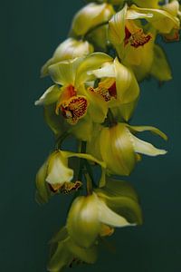 Phalaenopsis