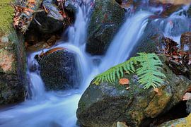 Bächlein im Schwarzwald von Dieter Fischer