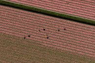 Aerial photo seasonal workers in pink bulb field by aerovista luchtfotografie thumbnail