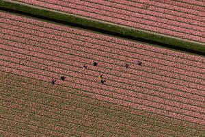 Luchtfoto seizoenswerkers in roze bollenveld van aerovista luchtfotografie