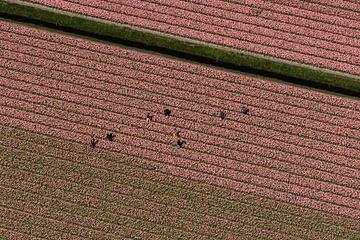 Aerial photo seasonal workers in pink bulb field by aerovista luchtfotografie