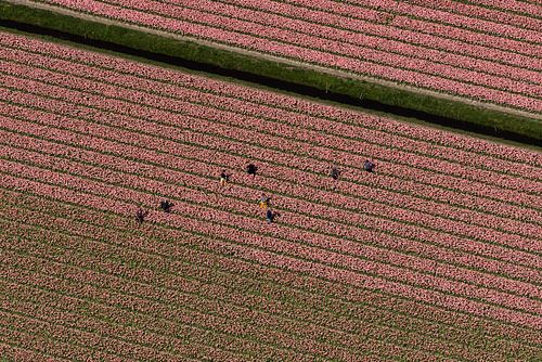 Luchtfoto seizoenswerkers in roze bollenveld