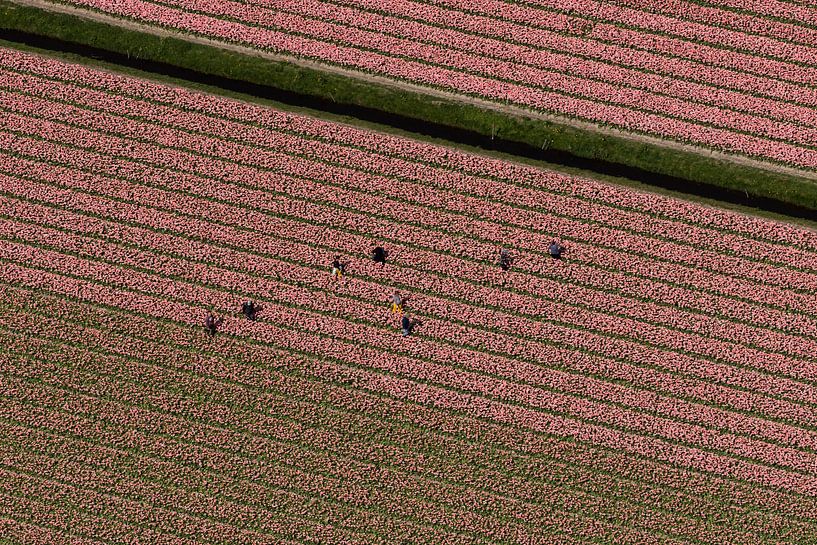 Aerial photo seasonal workers in pink bulb field by aerovista luchtfotografie