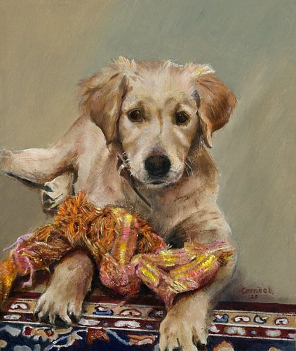 Chiot Golden Retriever Evie