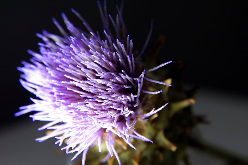 de distel 4 von maaike netten