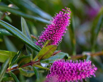 Blumen im botanischen Garten. von Yevgen Belich