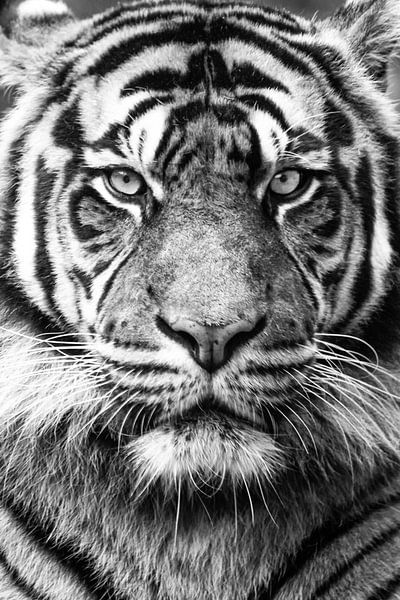 Tiger schwarz-weiß von Marja Suur