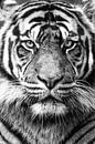 Tiger schwarz-weiß von Marja Suur Miniaturansicht