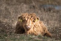 kalfje schotse hooglander