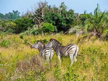 Zebra's in iSimangaliso wetland park by Charlotte Dirkse